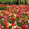 keukenhof_gardens